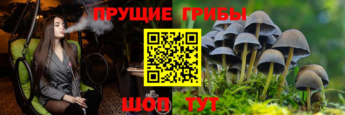 Тайшет  Псилоцибиновые грибы мухоморы  Вход с VPN 